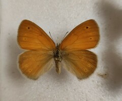 Coenonympha tullia