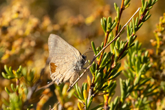 Satyrium saepium
