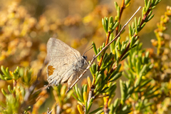 Satyrium saepium