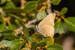 Satyrium saepium