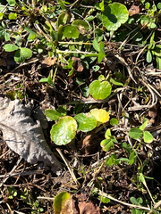 Hydrocotyle bonariensis