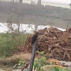 Cacomantis merulinus