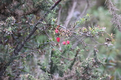 Crinodendron hookerianum