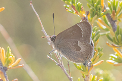 Satyrium tetra