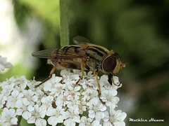 Parhelophilus