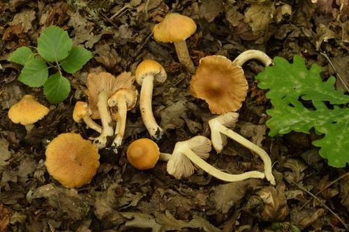Inocybe aurea