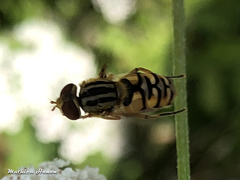 Parhelophilus