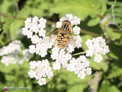 Parhelophilus