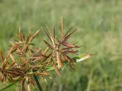 Cyperus intactus
