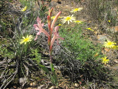 Watsonia spectabilis