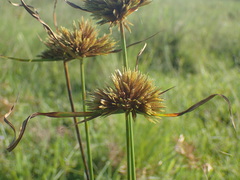 Cyperus polystachyos polystachyos