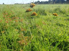 Cyperus polystachyos polystachyos