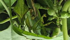 Stagmatoptera