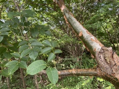 Bursera simaruba