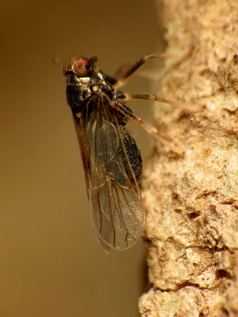 Pissonotus