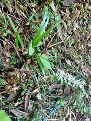Ophiopogon jaburan