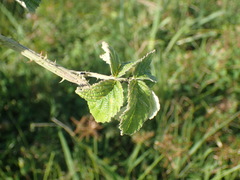 Rubus rigidus