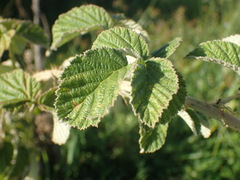 Rubus rigidus