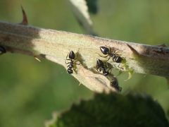 Crematogaster liengmei weitzeckeri
