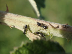 Crematogaster liengmei weitzeckeri