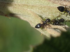 Crematogaster liengmei weitzeckeri