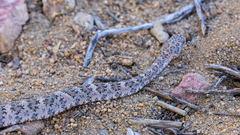 Crotalus pyrrhus