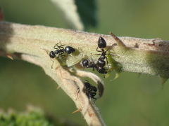 Crematogaster liengmei weitzeckeri