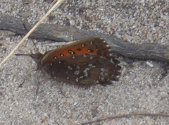 Aloeides thyra orientis