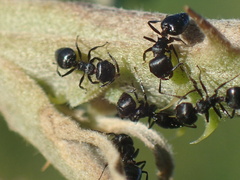 Crematogaster liengmei weitzeckeri