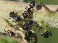 Crematogaster liengmei weitzeckeri