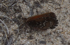 Aloeides thyra orientis