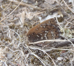 Aloeides thyra orientis