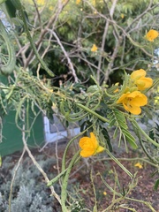 Senna multiglandulosa