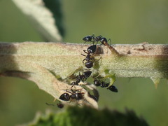 Crematogaster liengmei weitzeckeri