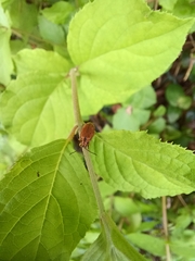 Xanthogaleruca maculicollis