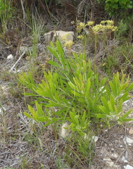 Nanobubon hypogaeum
