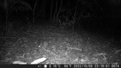 Sylvilagus brasiliensis