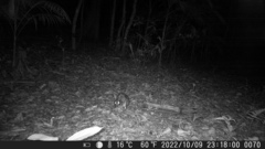 Sylvilagus brasiliensis