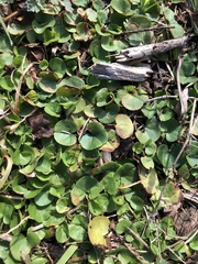 Dichondra carolinensis
