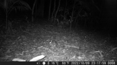 Sylvilagus brasiliensis