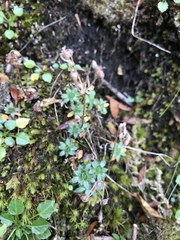 Androsace chamaejasme