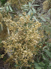 Tarchonanthus littoralis