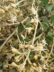 Tarchonanthus littoralis