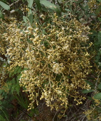 Tarchonanthus littoralis