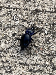 Carabus finitimus