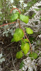 Acalypha capensis