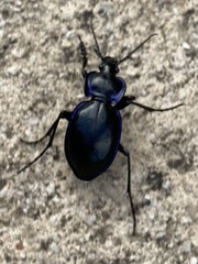 Carabus finitimus