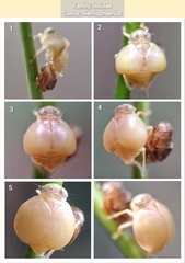 Hemisphaerius