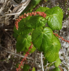 Acalypha capensis