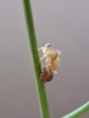 Hemisphaerius